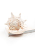 creamy white helmet seashell